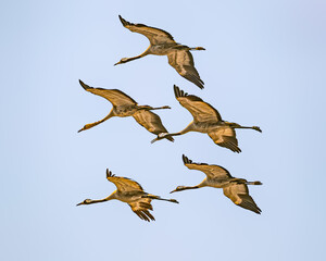 Fototapeta premium Common Cranes