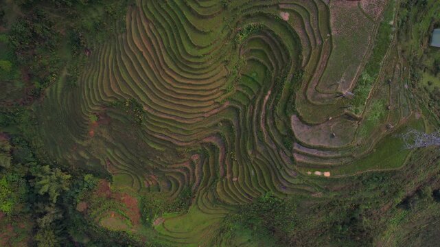 Cinematic aerial video of mesmerizing lush green rice terraces in Sapa, Vietnam with surrounding tall mountains covered in fog with sun shinning through