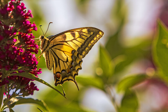 Schmetterling - Schwalbenschwanz - Falter - Allg&auml;u - Flieder