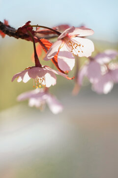 Soft focus cherry blossom branch in spring sunlight, Finland