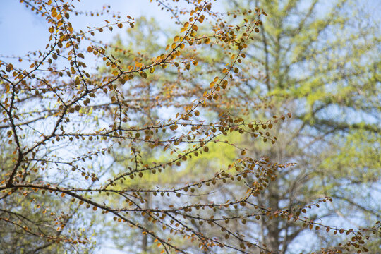 Spring branches with young leaves in soft Finland light