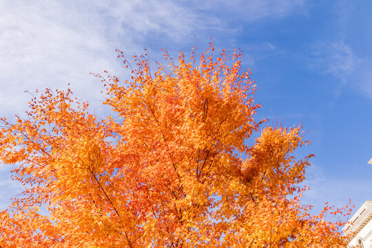 Vibrant maple tree in full autumn foliage