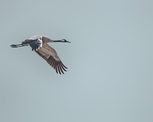 Fototapeta premium Common Cranes
