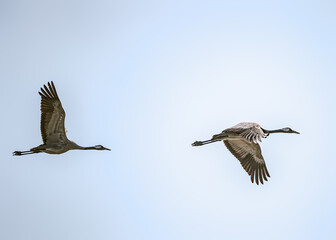 Fototapeta premium Common Cranes