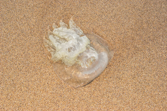 Stranded Transparent Jellyfish on Sandy Beach in Natural Sunlight, Rhizostoma pulmo