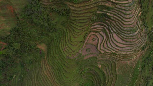 Cinematic aerial video of mesmerizing lush green rice terraces in Sapa, Vietnam with surrounding tall mountains covered in fog with sun shinning through