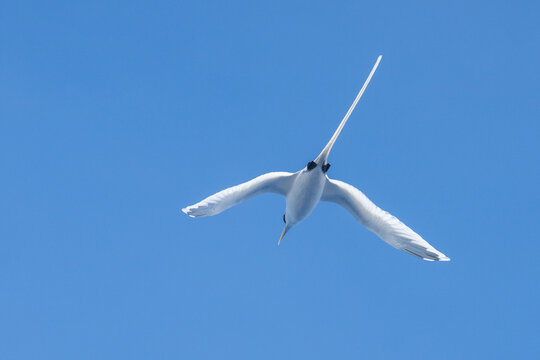 White-tailed tropicbird (Ascension) (Phaethon lepturus ascensionis) in flight, off the coast of Ascension Island, in the South Atlantic Ocean