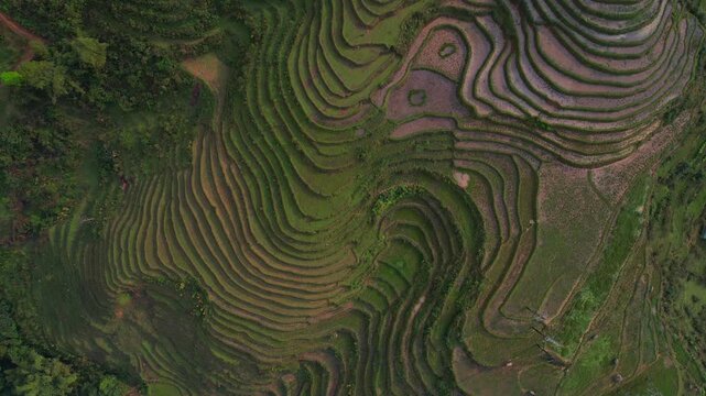 Cinematic aerial video of mesmerizing lush green rice terraces in Sapa, Vietnam with surrounding tall mountains covered in fog with sun shinning through