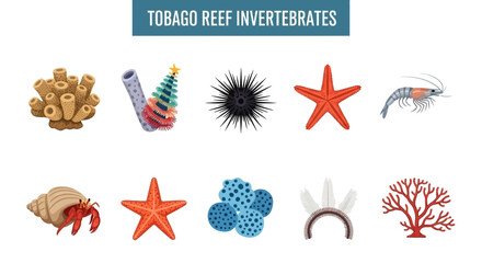 Colorful Marine Reef Invertebrates Collection in Flat Design Style Illustration © zyaa