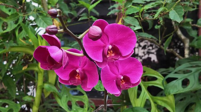 Beautiful purple phalaenopsis moth orchid flowers blooming in a lush garden