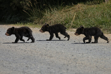Cutest Ever Three Little Bears Cubs Crossing the Road  © onewildlifer