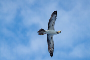 Obraz premium Juvenile masked booby (Sula dactylatra) in flight, off the coast of Ascension Island, in the South Atlantic Ocean