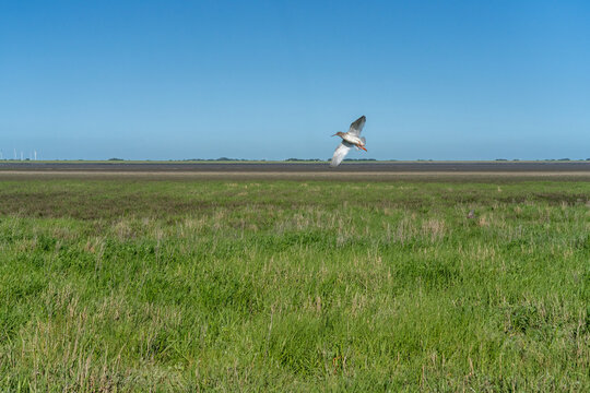 Common redshank bird flying over green salt marsh on Hallig Oland