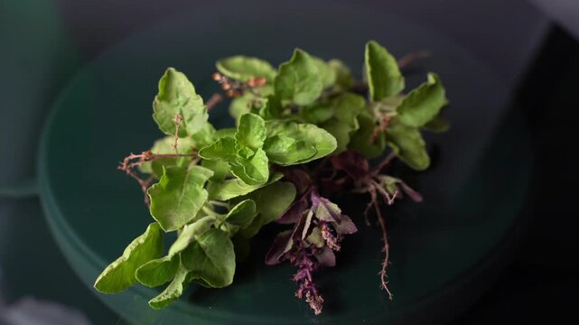 Tulsi Plant (Holy Basil)  Fresh Green Leaves, Medicinal Herb, Sacred Indian Plant, Ayurvedic Benefits, and Natural Garden Beauty