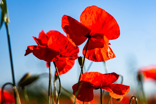 red poppyflowers and sky in the background