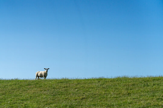 Shaven Sheep on a green dike under a clear blue sky on Hallig Oland