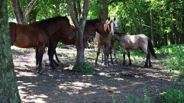 Group of horses at pasture in summer. Herd of equines standing in forest shadows. Domestic animal in halter grazing on grass. Friendly pet looking at camera.