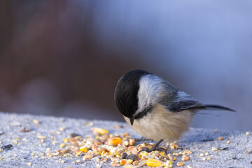Close up of a Black-capped Chickadee © RiMa Photography