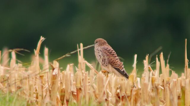 Common Kestrel Searching for Prey Over Harvested Field on Sunny Summer Morning | 4K Wildlife
