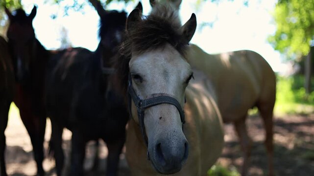 Group of horses at pasture in summer. Herd of equines standing in forest shadows. Domestic animal in halter grazing on grass. Friendly pet looking at camera.