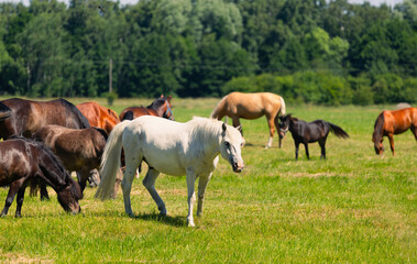 Obraz premium Group of horses grazing in a green summer meadow. Domestic animals eating fresh grass on a sunny pasture. Rural farming life with livestock in open countryside.