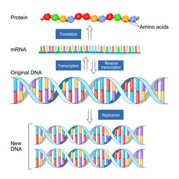 DNA replication, transcription, reverse transcription and translation. Protein synthesis