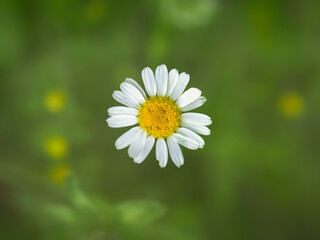Fototapeta premium Close up of a single daisy flower on a blurry green background.