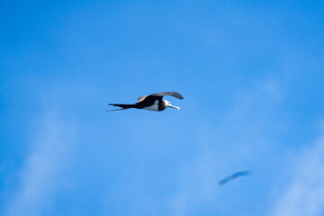 Obraz premium Ascension Island frigatebird (Fregata aquila) in flight, off the coast of Ascension Island, in the South Atlantic Ocean