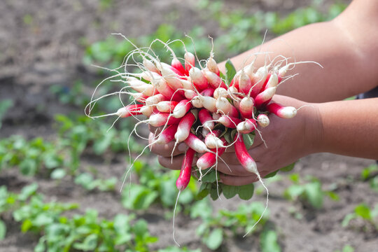 A gardener shows a freshly dug long radish.