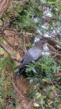 Vertical shot of a black cockatoo is perched on a tree branch surrounded by green leaves during the day. It looks around in its environment.