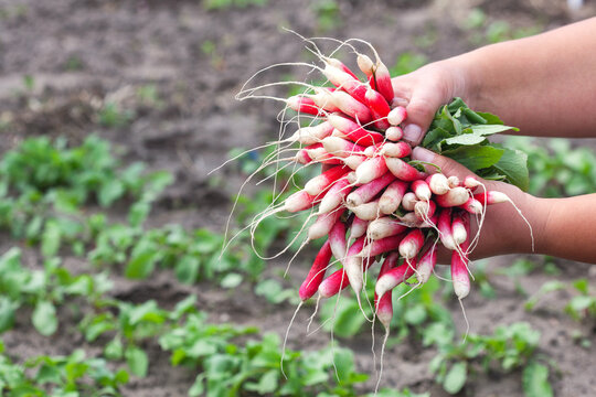 A gardener shows a freshly dug long radish.