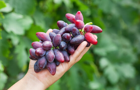A large bunch of blue grapes in a girl's hand. Caring for grape bushes. Pinching and pruning grapes.