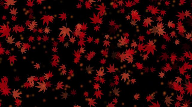 紅葉 もみじ 中 斜め 下降 紅葉色01 パターン03 ループ 10秒（透過背景）