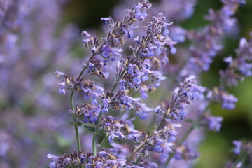 Obraz premium Nepeta cataria. Purple catmint flowers in garden.
