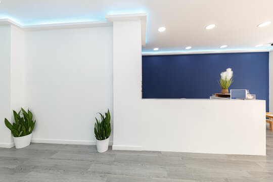 Modern reception desk with navy wall and indoor plant decor