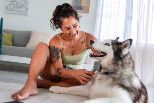Daily husky grooming routine with owner at home care