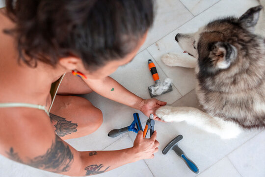 Husky paw grooming routine with nail trim at home