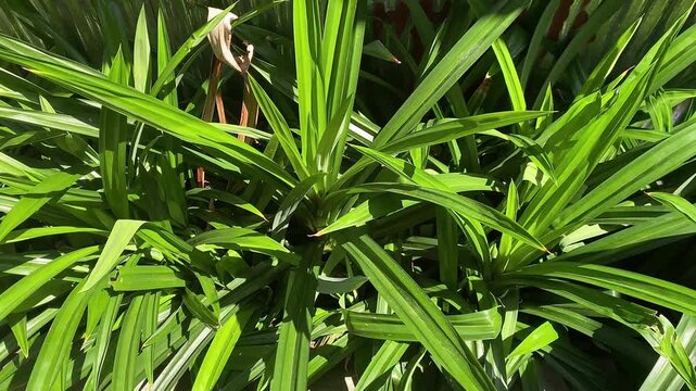 Top view of fresh pandan leaves (Pandanus amaryllifolius), a tropical plant widely used in Southeast Asia as a natural food coloring and aromatic flavoring for various foods and beverages.