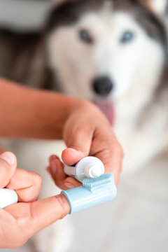Daily dog care routine with husky tooth brushing