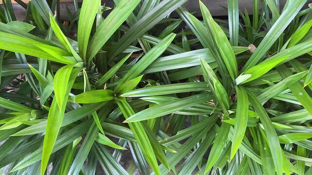 Top view of fresh pandan leaves (Pandanus amaryllifolius), a tropical plant widely used in Southeast Asia as a natural food coloring and aromatic flavoring for various foods and beverages.