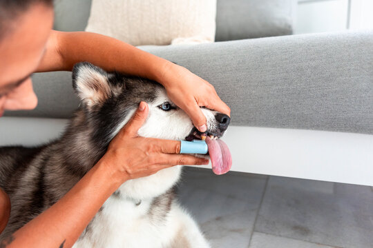 Daily husky care routine with at-home tooth brushing