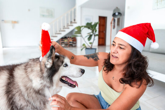 Husky wearing Santa hat with owner at home for Christmas