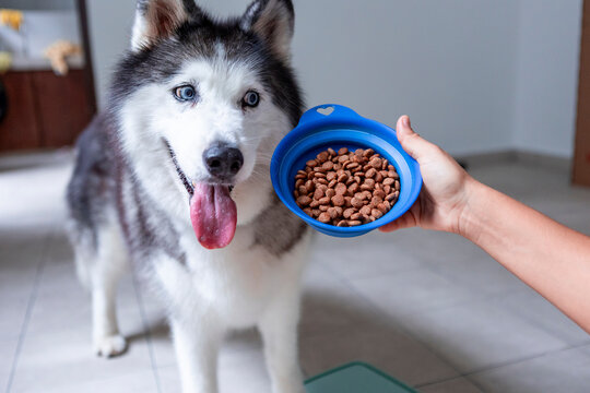 Daily husky feeding routine with kibble bowl at home
