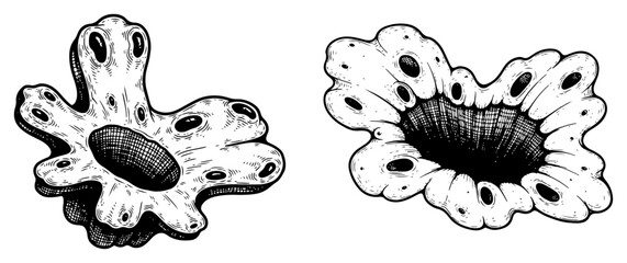 Organic cratered holes with porous surface in vintage engraving style © Wera