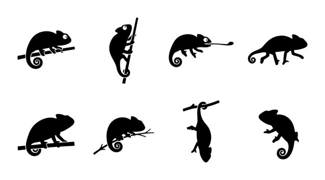 Chameleon Silhouettes Set, Reptile Vector Icons, Tropical Animal Graphics, Wildlife Art