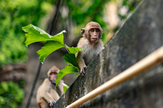 Two macaques in Thailand perched on concrete wall in jungle