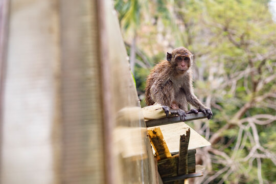 Macaque monkey resting on wooden railing on Koh Tao