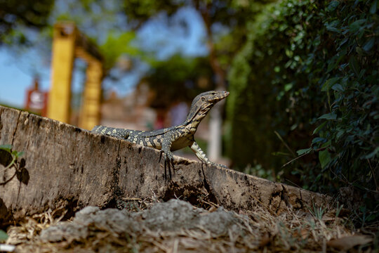 Monitor lizard basking on concrete wall in Thailand