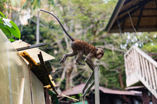 Wild macaque balancing on rail in Koh Tao, Thailand