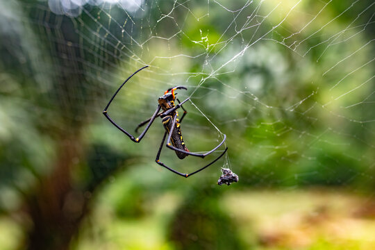Spider on web in tropical forest, Koh Tao Thailand